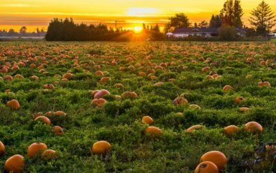 Pumpkin: An Underappreciated Superfood!