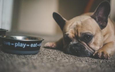 Feeding picky eaters: what to do when your dog won’t eat